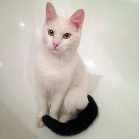 Коты и Кошки