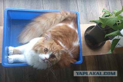 Котовторник