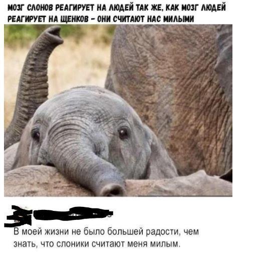 Забавные комментарии из социальных сетей
