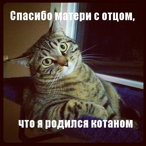 Получила я кота на сдачу...