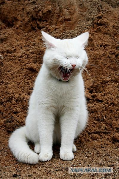 Котовторник на ЯПлакалъ (03.06), котята (31 шт)