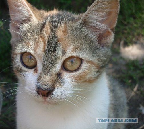 Уррааа! Котовторник на ЯПлакалъ!
