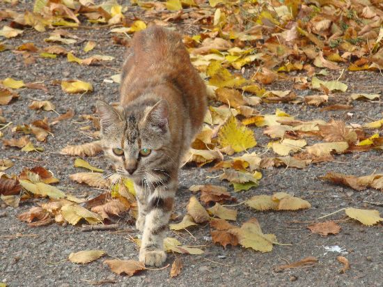 Котовторник на вторник, Котовторник