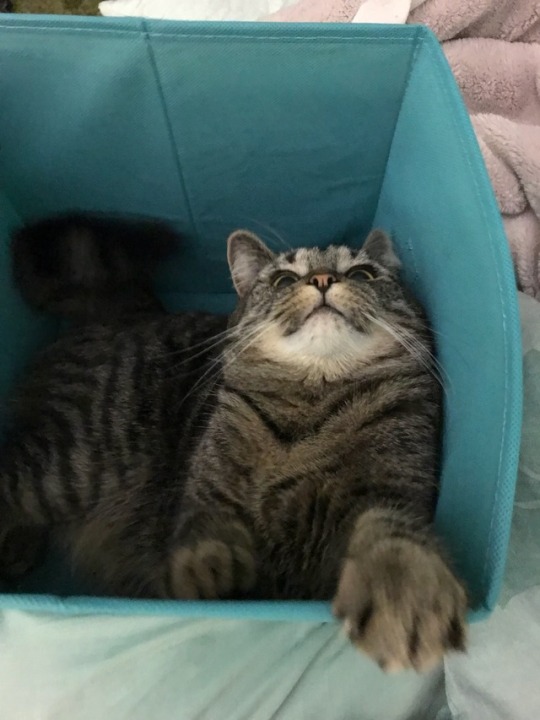 Прикольных котов пост