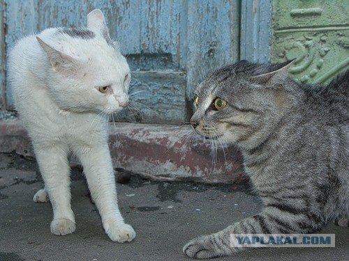 И снова во вторник - котовторник