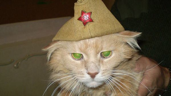 Армейские коты