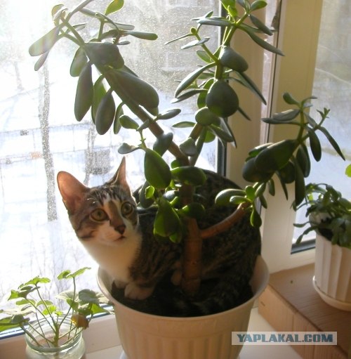 Кошарий
