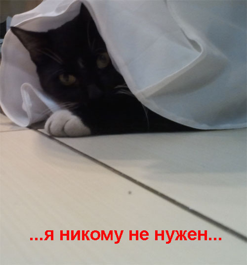 Сегодня котовторник, а котиков все нет