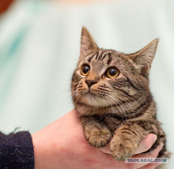 Котовторник на середину июня