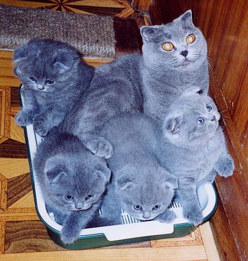 Котовторник с Кузей