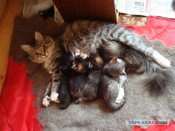 Котовторник в "КотоГетто"
