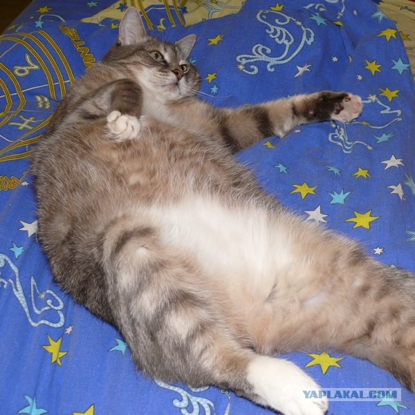 Котовторник (28.02.2012)