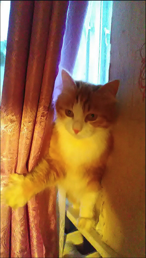 Забавные фото котеек