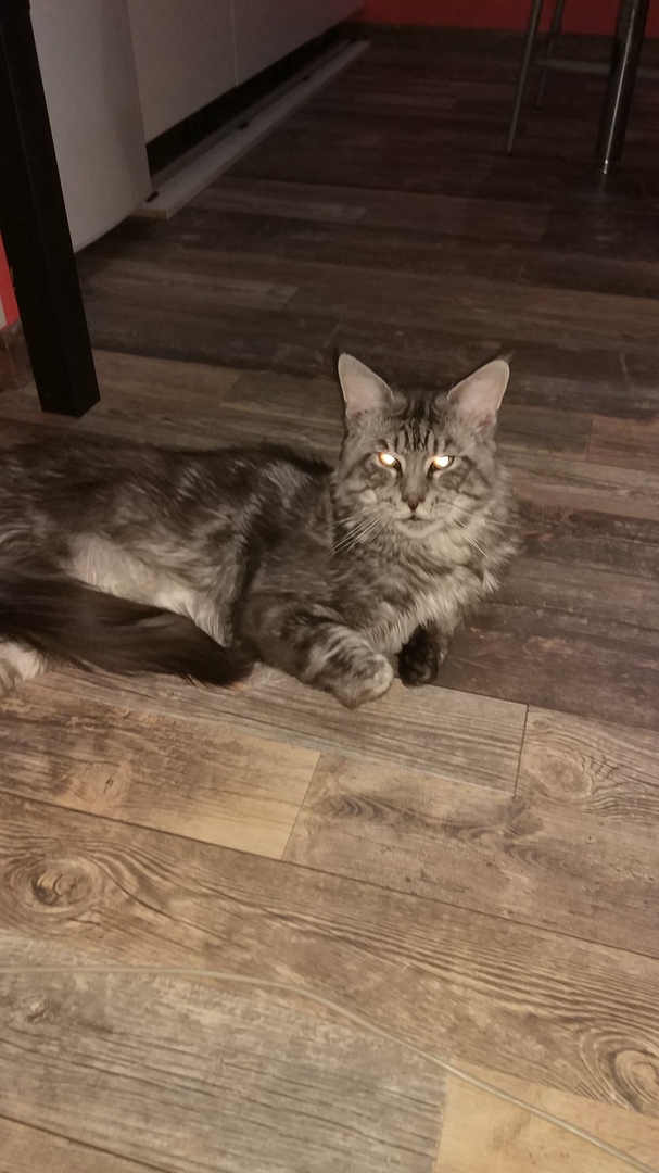 Котовторник  06.08.2019