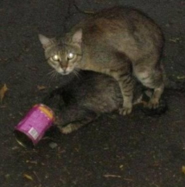 Коту потребовалась капельница с глюкозой после ночи в отеле для кошек