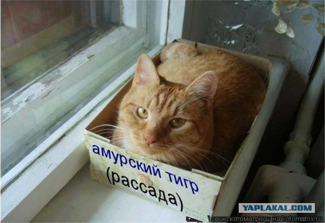 Картинки о животных, прямо и косвенно
