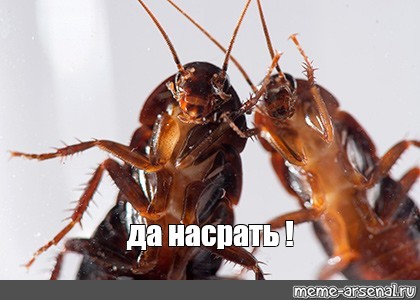 В центре Гамалеи призвали вакцинировать кошек