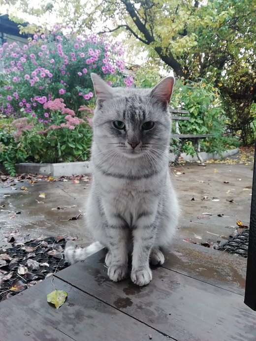 Котовторник так котовторник