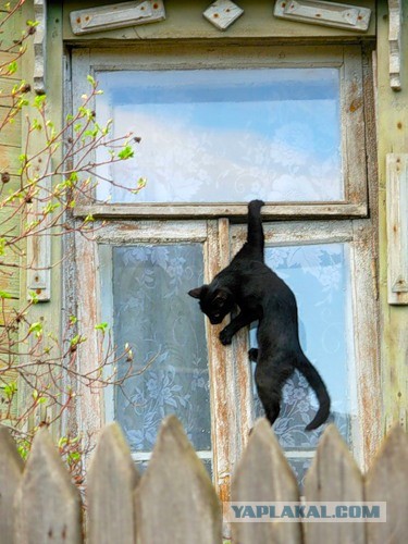 Котовторник  19.03.2013