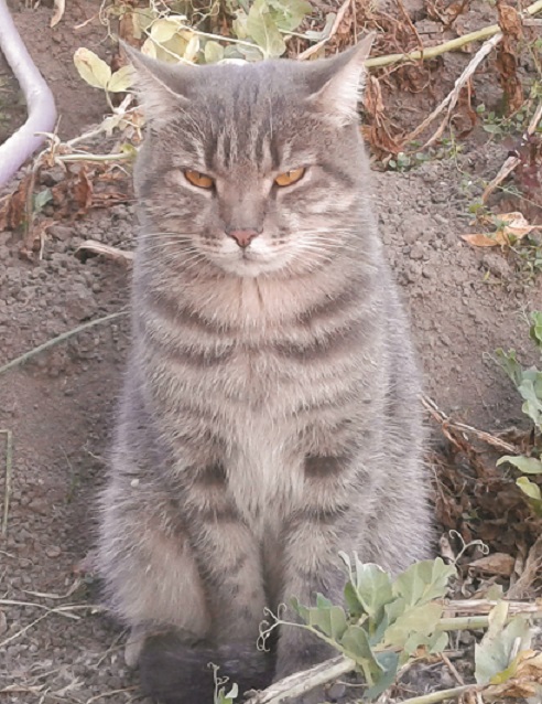 Коточетверг!