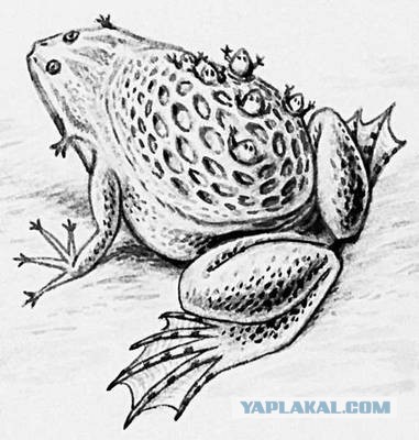 Редкие существа, о которых мало известно (30 фото)