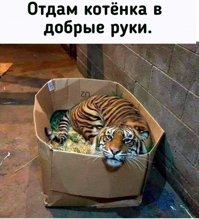 Встретил тут