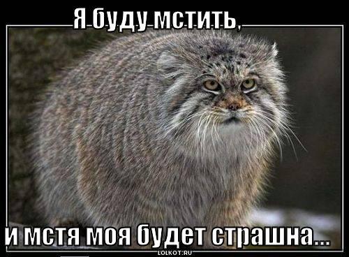 Кот и керлинг