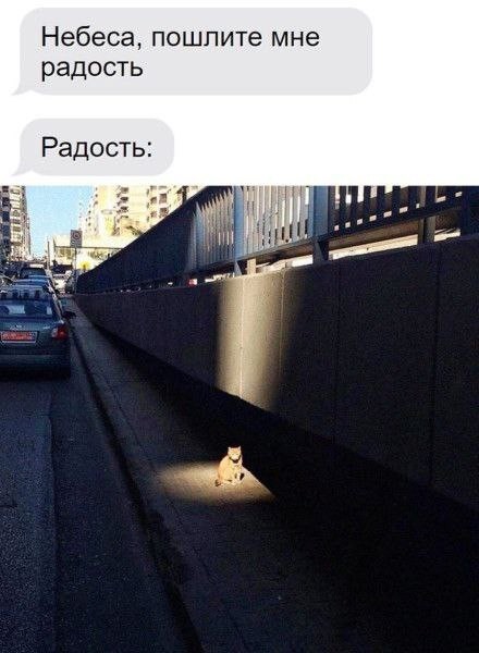 Веселые картинки в пятницу (03.07)