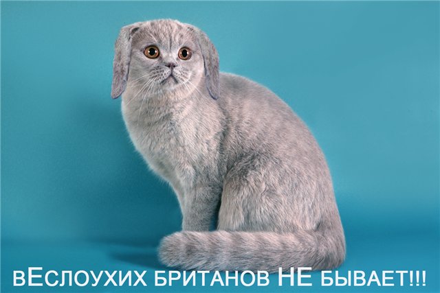 Челси