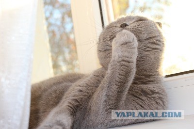 Котовторник  10.12.2013