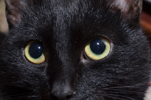 Познавательные факты о черных кошках