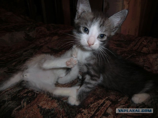 Котовторник 05.03.13