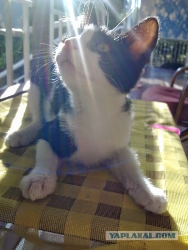 Котовторник 09.09.2014
