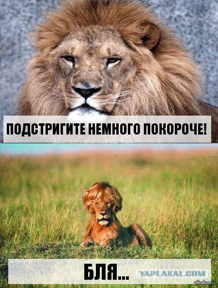 Подборка веселых картинок