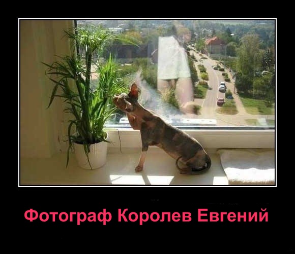 Фотограф с тремя восклицательными знаками