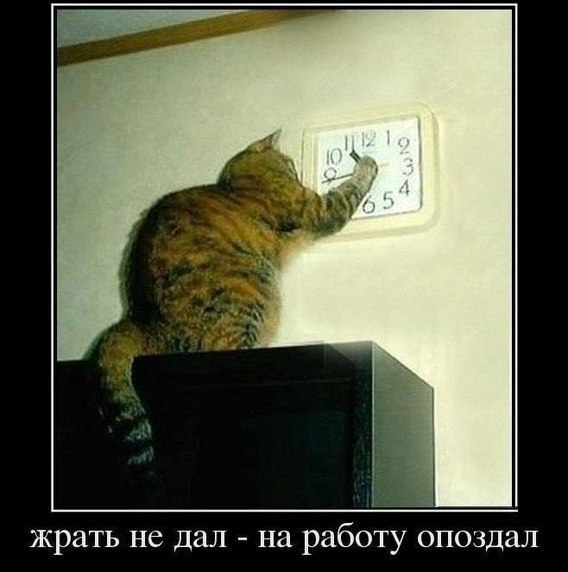 Не покормил кота....