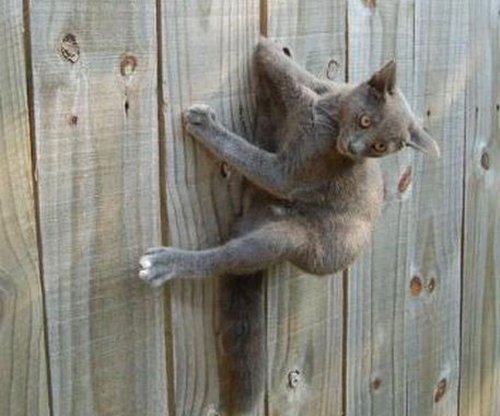 Животные ,которые застряли.