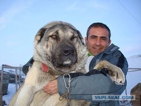 Картинок пост
