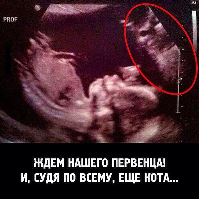 Веселости попавшиеся на глаза сегодня