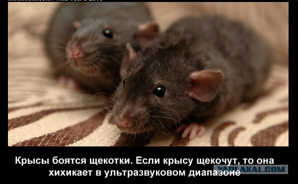 Интересные факты о разном