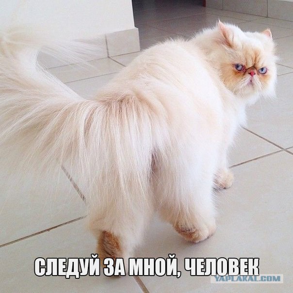 Прикольные коты