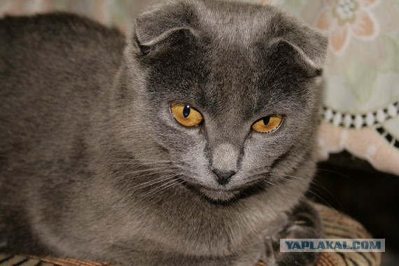 Котовторник наступил!:)