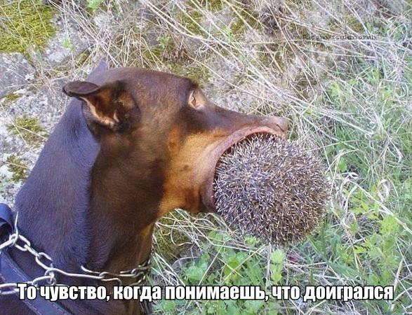 Приколы из сети