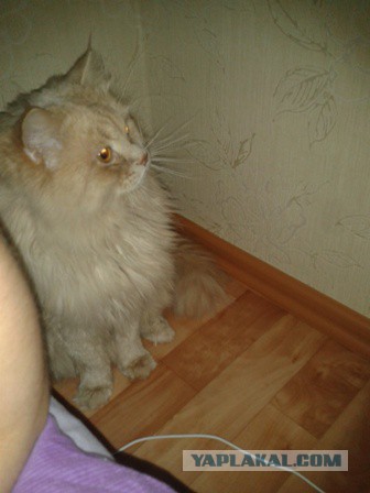 Котовторник 22.12.2015