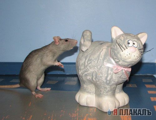 Кошки-мышки. КОШКИ vs МЫШЕЙ