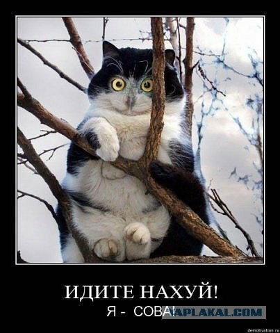 Когда вернулись дети, собака притворилась мертвой. Кот - не успел