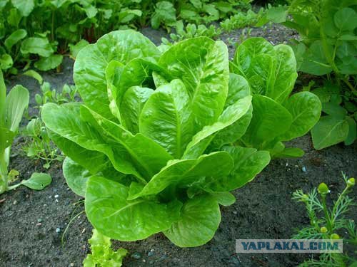 Кухня (кулинарное и околокулинарное общение)