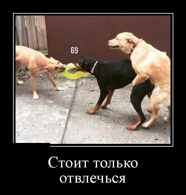 Прикольные животные