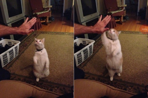 Коты из сети