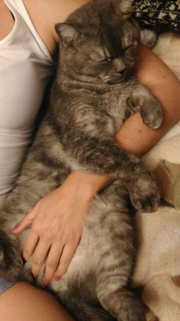 Коты и Кошки